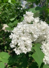 White blooming lilac