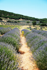 yellow chair lavander field. alonenes