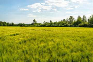 Field of ripening wheat in the spring against the sky with clouds in western Germany.