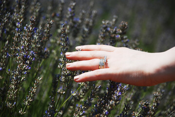 Young woman touching the lavender shrubs on a sunny summer evening. Golden morning sun rays shine on unrecognizable girl's hand touching an aromatic purple lavender blossom.
