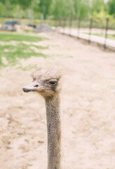 The head of a young ostrich in the zoo.