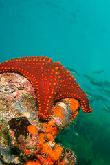 Red Sea Star, Galapagos Islands, Galapagos National Park, UNESCO World Heritage Site, Pacific Ocean, Ecuador, America