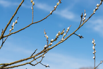 Nahaufnahme von Palmkätzchen an Sal-Weiden Zweige mit blauem Himmel als Hintergrund, Deutschland