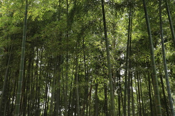 竹林　京都　竹林の道