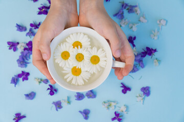 Obraz na płótnie Canvas hands with Cup with daisies on blue background. natural medicines and cosmetics.
