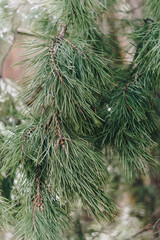 Small green fir trees in the Park close up