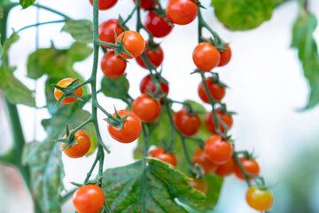 Red Cherry Tomatoes ripen in a greenhouse garden. This is a nutritious food, vitamins are good for human health