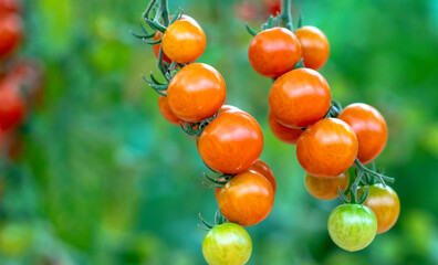 Red Cherry Tomatoes ripen in a greenhouse garden. This is a nutritious food, vitamins are good for human health