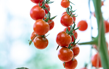 Red Cherry Tomatoes ripen in a greenhouse garden. This is a nutritious food, vitamins are good for human health