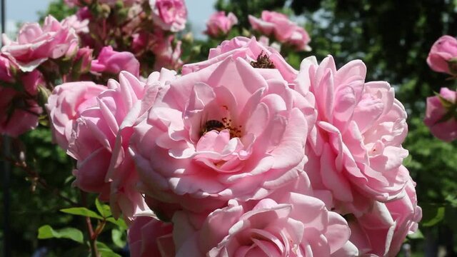 Bee Visiting Pink Rose in Blossom