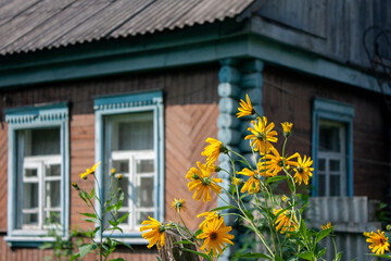 Fototapeta na wymiar Blooming tapinambur in the summer sunshine. View of flowers on a background of an old house. Corner of a log house with windows.