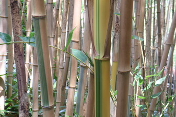 オウゴンチク 縞のある竹