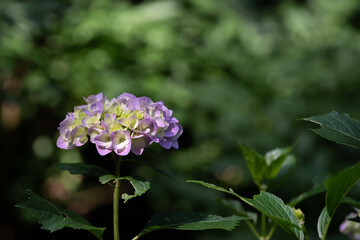 紫陽花　紫色