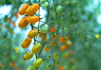 Yellow Cherry Tomatoes ripen in a greenhouse garden. This is a nutritious food, vitamins are good for human health