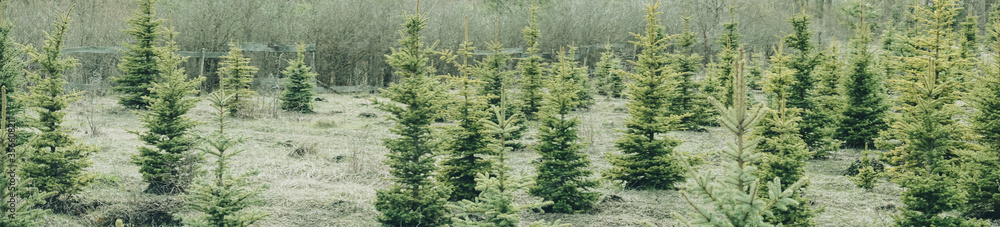 Poster Small green fir trees in the Park close up