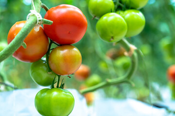 Tomatoes ripen in a greenhouse garden. This is a nutritious food, vitamins are good for human health