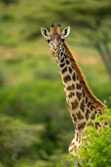 Gordijnen Close-up of Masai giraffe looking over bush © Nick Dale
