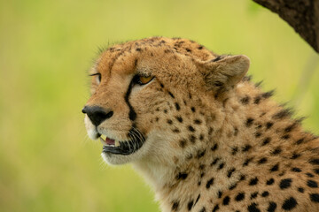Close-up of cheetah head under tree branch