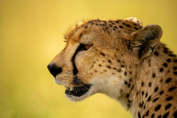Close-up of cheetah head with open mouth © Nick Dale