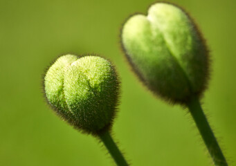 Nahaufnahme zweier grüner Knospen mit feinen Haaren an einem dünnen Stiel vor grünem Hintergrund