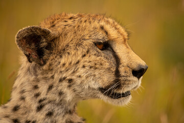 Close-up of cheetah head with green bokeh