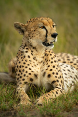 Naklejka na ściany i meble Close-up of cheetah lying on grass staring