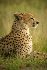 Fototapeta na wymiar Close-up of cheetah lying in short grass