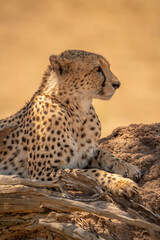 Close-up of cheetah lying on termite mound
