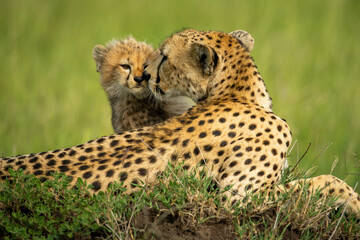 Close-up of cheetah nuzzling cub on mound
