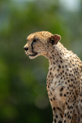 Close-up of cheetah sitting with trees behind