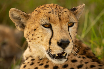 Close-up of cheetah turninng to look round