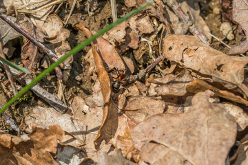 Nahaufnahme einer Waldameise auf dem Laub Blätter eines Waldboden, Deutschland