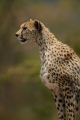 Close-up of female cheetah sitting facing left