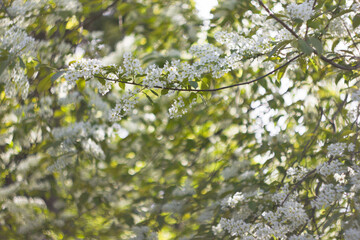 Blooming bird cherry. Tree branches strewn with small clusters of white flowers. Background A branch of bird cherry with white flowers.