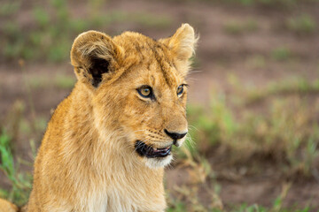Obraz na płótnie Canvas Close-up of lion cub head and shoulders