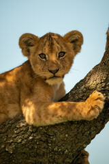 Close-up of lion cub in tree staring