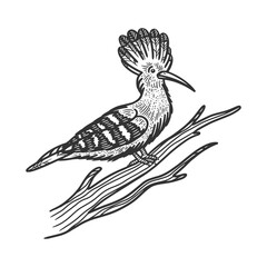 Eurasian hoopoe bird sketch raster illustration