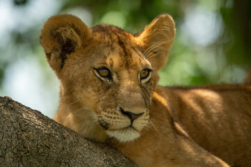 Fototapeta na wymiar Close-up of lion cub resting in tree