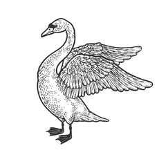 Swan with spread wings sketch raster illustration