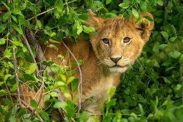 Close-up of lion cub sitting in bush