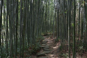 竹林　京都　竹林の道
