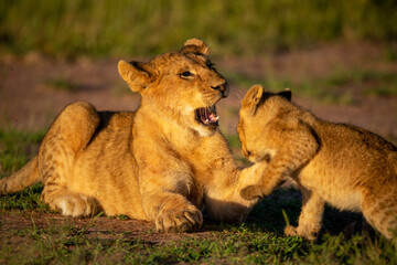 Naklejka na ściany i meble Close-up of lion cubs playing at dawn