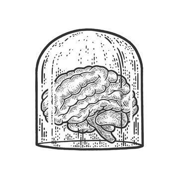 Human Brain Under Glass Cover Sketch Raster