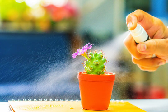 cactus flower in a pot at office  with Spray