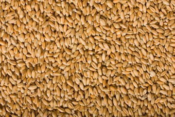 wheat background