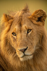 Close-up of male lion cocking his head