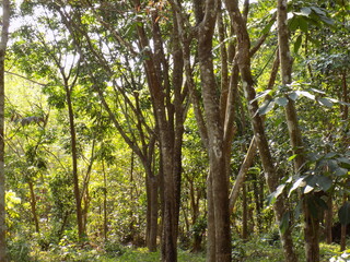 Fototapeta premium tree in the forest