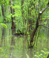 Fototapeta premium Park in rainy weather in summer