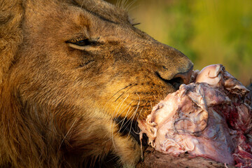 Close-up of male lion feeding on carcase