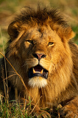 Close-up of male lion lying watching camera